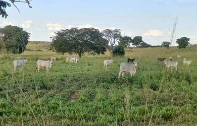 Imagem: A fazenda possui 185.000.000m² de Área e está localizado