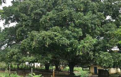 Imagem 3: Fazenda com 3 dormitórios à venda, 484000 m² por R$ 1.300.000,00 -...