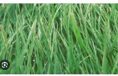 Imagem: A casa possui 2 Dormitórios, 1 Banheiro, 5 Vagas na garagem