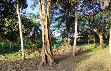 Imagem: A fazenda possui 8.000m² de Área e está localizado em Camaçari