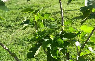 Imagem 14: Casa Chácara Recanto Maravilha