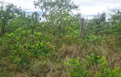 Imagem 15: Fazenda 2.750 hectares valor 8.250.000