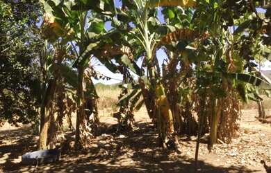 Imagem 15: Fazenda Buritis MG. 345m² de Área