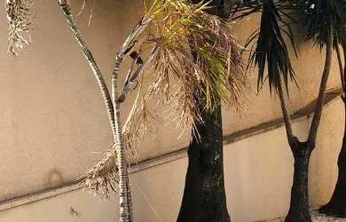 Imagem 3: Apartamento térreo para Locação - Avenida Portugal