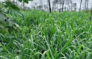 Imagem: A fazenda está localizado em Humaitá, AM à venda por R$5.000.000