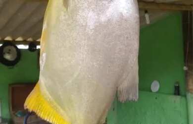 Imagem 4: CHÁCARA A VENDA NO MUNICÍPIO DE MINAS GERAIS