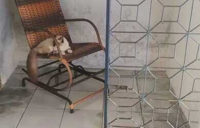 Imagem 5: Casa pra vender. Varanda, 2 Banheirose3 Dormitórios