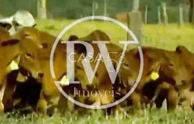 Imagem 4: Fazenda à Venda em Bela Vista de Goiás, GO Capa de Revista