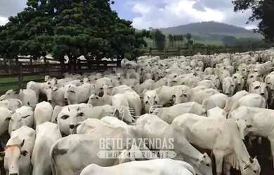 Imagem: A fazenda possui 110400000m² de Área e está localizado em