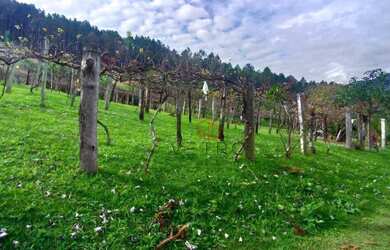 Imagem 2: Sítio à Venda em Canela!