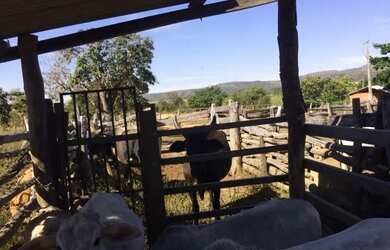 Imagem 11: Fazenda Buritis MG. 345m² de Área