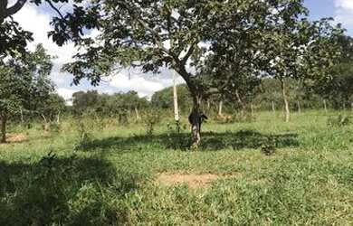 Imagem: O terreno está localizado em Jaboticatubas, MG à venda por