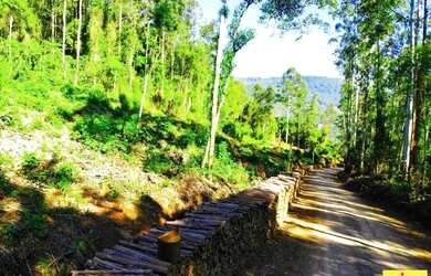 Imagem 2: Sítio / Chácara para Venda em Nova Petrópolis, Arroio Paixão