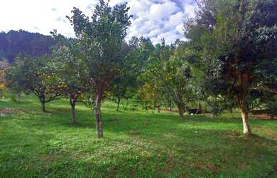 Imagem 8: Sítio à Venda em Canela!