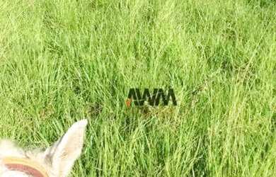 Imagem 14: Fazenda 100 alq. margem da rodovia à venda, 4840000 m² por R$ 20.000.000...