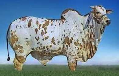 Imagem 2: Apto x. 78m² de Área, 2 Vagas na garageme2 Dormitórios