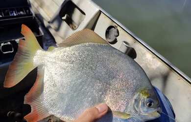 Imagem 5: CHÁCARA A VENDA NO MUNICÍPIO DE MINAS GERAIS