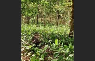 Imagem 3: .Uma fazenda 170 alqueires 52 km de Porto