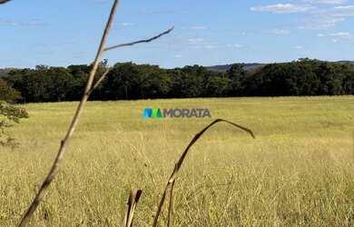 Imagem 15: FAZENDA À VENDA - 165 HECTARES - REGIÃO DE CURVELO MG