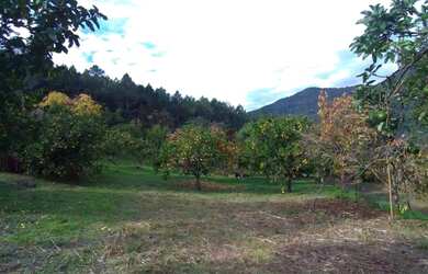 Imagem 4: Sítio à Venda em Canela!