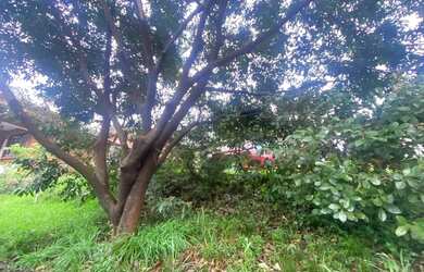 Imagem 8: Terreno - Bairro Centro. 550m² de Área