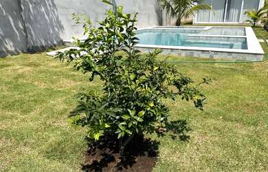 Imagem 15: CASA DE PRAIA, PÉ NA AREIA, COM PISCINA E MUITA ÁREA VERDE EM ITACIMIRIM