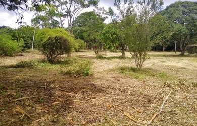 Imagem 6: Lotes espetacular em Aldeia, arborizados, murado, plano, legalizado