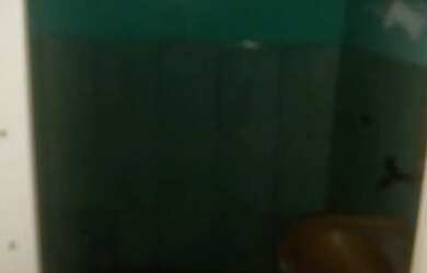 Imagem 6: Casa Térrea ou Superior - 2 Quartos - R$ 700 - Bairro Sete / Sapucaia