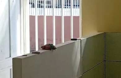 Imagem: A casa possui 1 Dormitório, 1 Banheiro, 50m² de Área e está