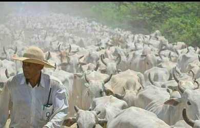 Imagem 1: Fazenda em Santana do Araguaia - PA - 203.000 hectares