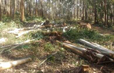 Imagem 4: 01- Terreno 2500 m² em Salesópolis SP