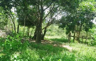 Imagem 15: Sitio 9 hectares e meia valor 295.000