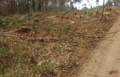 Imagem 5: 01- Terreno 2500 m² em Salesópolis SP