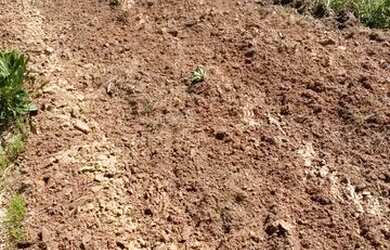 Imagem 4: Fazenda novo acordo Tocantins