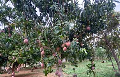 Imagem: A chácara possui 2.827m² de Área e está localizado em Goiânia