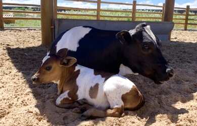 Imagem 4: Fazenda Real. Piscina, Churrasqueirae375m² de Área