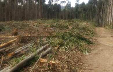 Imagem 9: 01- Terreno 2500 m² em Salesópolis SP