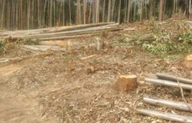 Imagem 8: 01- Terreno 2500 m² em Salesópolis SP