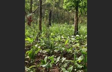 Imagem 4: .Uma fazenda 170 alqueires 52 km de Porto
