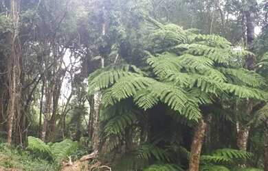 Imagem: A chácara possui 900m² de Área e está localizado em Lamenha