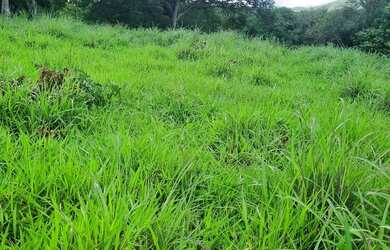 Imagem 16: Sitio 22 hectares valor 195.000