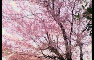 Imagem 16: Lindo apartamento no serra ville