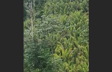 Imagem 7: Terreno a 45km do Aeroporto de Porto Seguro