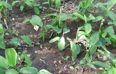 Imagem 10: .Uma fazenda 170 alqueires 52 km de Porto