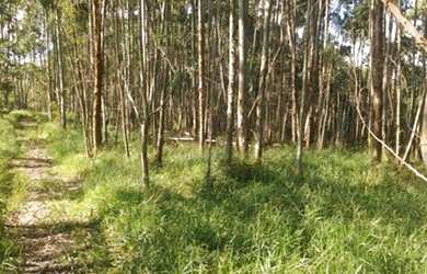 Imagem 12: 01- Terreno 2500 m² em Salesópolis SP