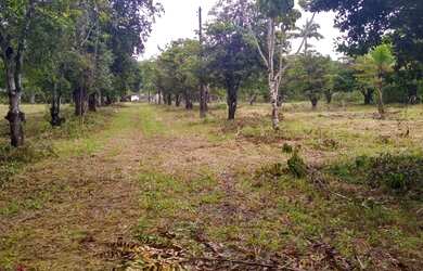 Imagem 4: Lotes espetacular em Aldeia, arborizados, murado, plano, legalizado