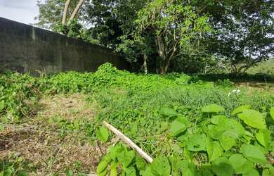 Imagem 3: área maravilhosa em Aldeia, com mas de meio heketare, belíssima vista para mata atlântica!