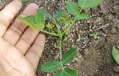 Imagem: A fazenda e está localizado em Barra do Choça, BA à venda