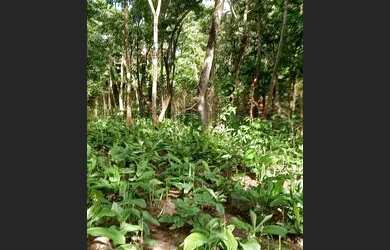 Imagem 2: .Uma fazenda 170 alqueires 52 km de Porto