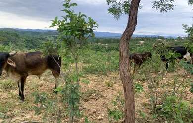 Imagem 2: Terreno urbano 17.000m² boa topografia, linda vista, Serra do Cipó
